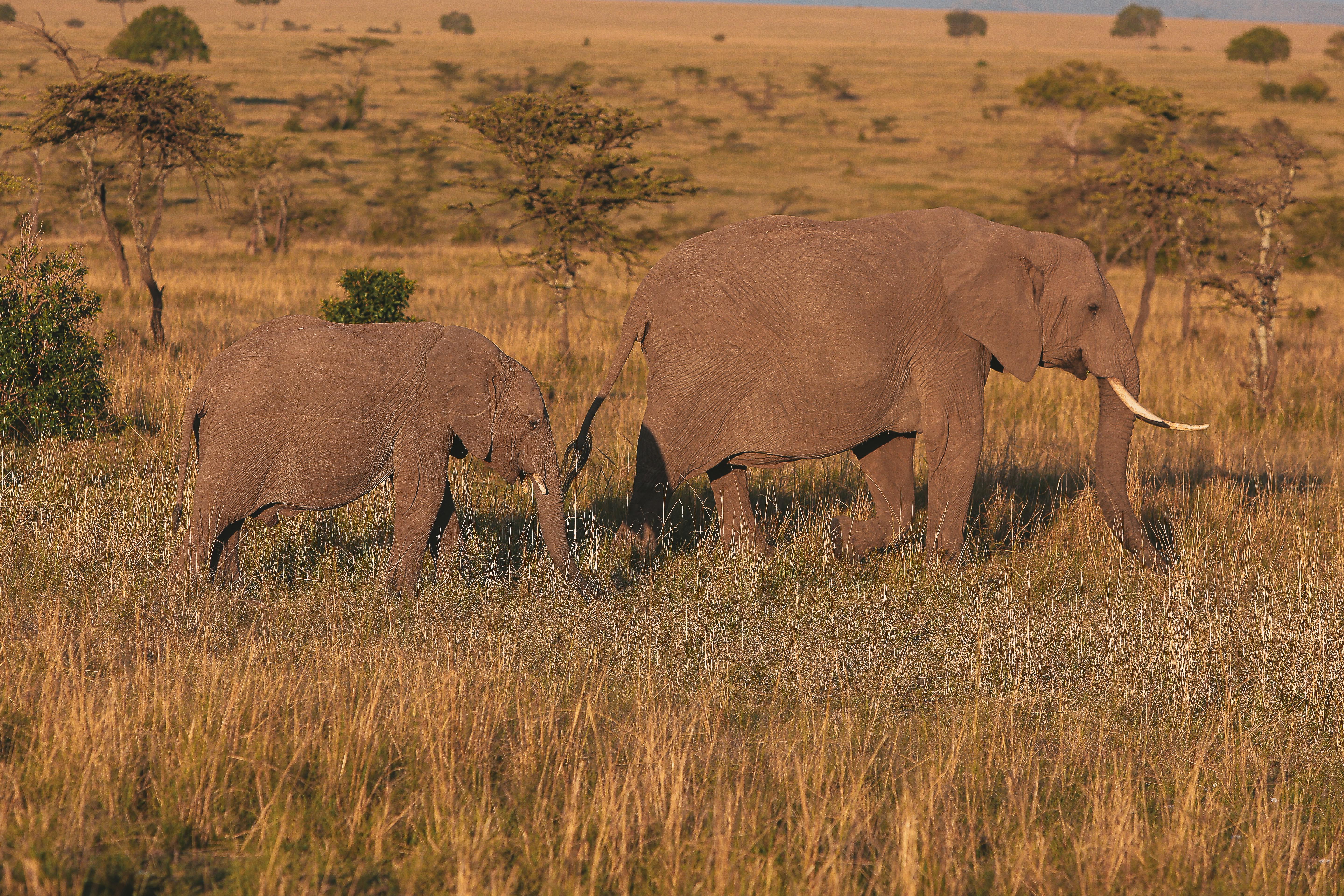 Amboseli National Park