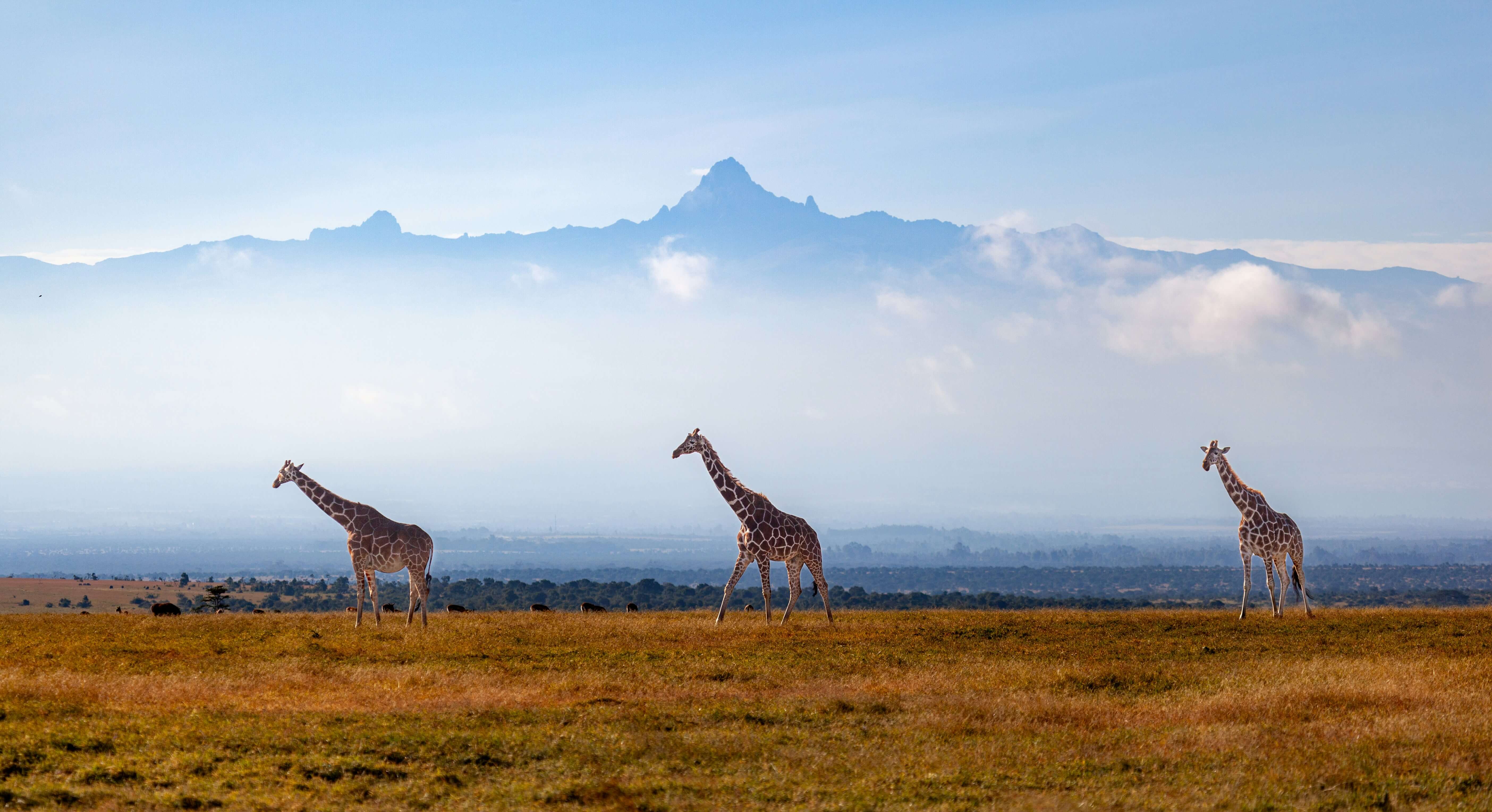 Mount Kenya National Park