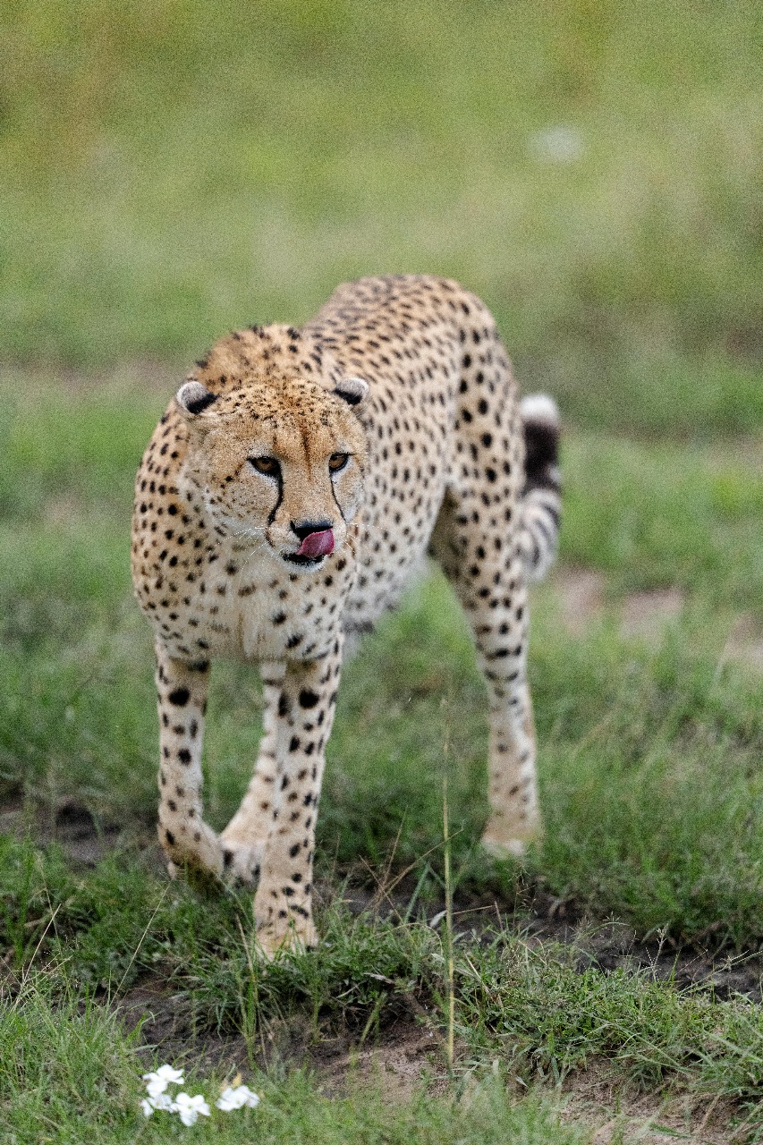 Image: Kenya Highlights