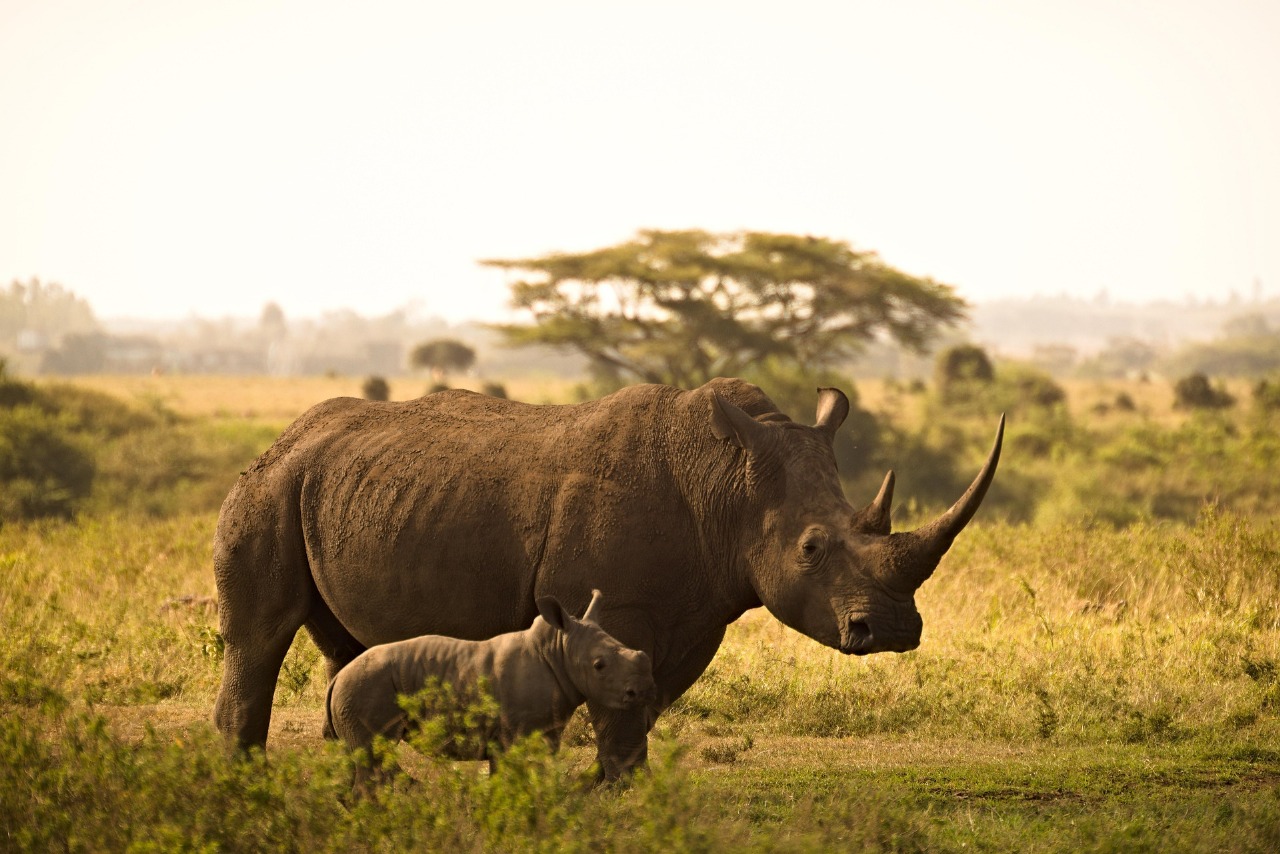 Ol Pejeta Conservancy